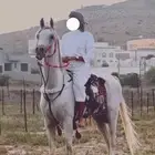 حصان واهو