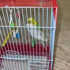 عصافير للبيع