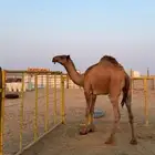 قعود دبياني كفو