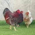 دجاج وايندوت فروخ TOP ( عروض الصيف لفترة محدوده )