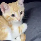 قطه مفقوده بالخرج حي الاندلس