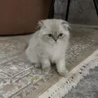 قطه انثى سكوتش فولد