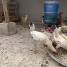 دجاج بلدي و فيومي عمر من أربعه إلى خمسه اشهر