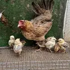 دجاج بلدي مع فروخها