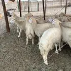 طليان حريه مناسبات ( تم البيع )