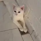 قطوه مفقوده