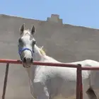 فرس شعبيه معها مهره