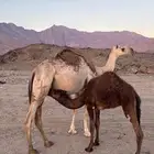 ابل ناقتين ناقه لقح ومعها قعودها وناقه خلفه معها حاشيها