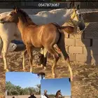 فرس شعبيه ومعها مهره
