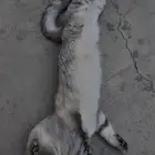 قط سكوتش فولد