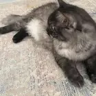 قط للتبني