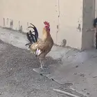دجاج