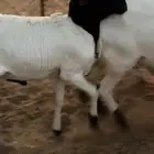 برابر مواليد الديرة تم البيع تم البيع