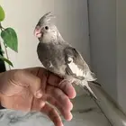 فروخ كروان مميزه غر للبيع .. ابها