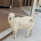 تيس ماعز قزمي