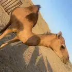 بكرا حمرا عكشاء
