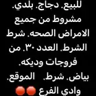 دجاج. بياض شرط