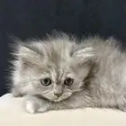 قطط للبيع الزلفي