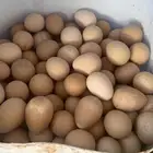 بيض دجاج حبشي