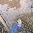 زوج بادجي رنمبو منتج (( تم البيع ))