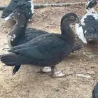 بط مصري