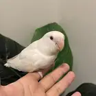 فرخ روز ألبينو عيون حمر نهاية غر هدد نشبة وولافة