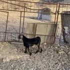 تيوس فل شحم للبيع
