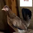 مطلوب   دجاج ترثه نفس اللون هاذي التواصل على (الخاص )