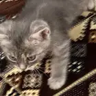 للتبني ام واطفالها