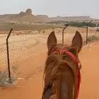 إيواء خيل