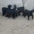 معزا حريه نظيفه وطيبه ومشروطه انباعة الله يبارك لمشتري
