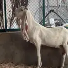 عنز هولنديه رباع
