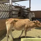 بقره القحه