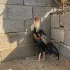 ديك شامو الماني