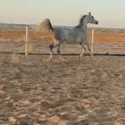 مهر واهو مكس جمال