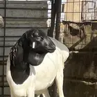 للبيع بربري خروف توه م ثني