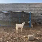 تيس بيشي مخصي