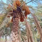 ثمرة النخيل للبيع