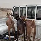 تيوس دهم