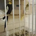 زوج كروان منتج قرب يبيض