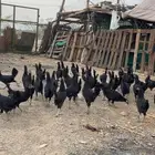 دجاج بلدي اسود