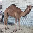 للبيع بكرة لقيه ابوها كفو ومعروف