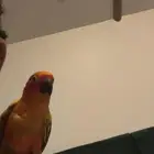 ببغاء صن كنيور للبيع