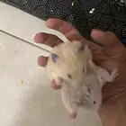 هامستر سوري