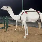 عشرا وضحا