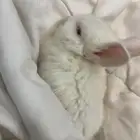 ارنب هولندي بكامل مستلزماته للبدل