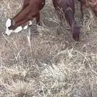 رجال المع حسوة