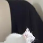 قطه للبيع على السوم معها أغراض