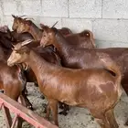 جفار دهم عدد 10 ( تم البيع )