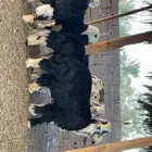 رخال نجد مقنوي